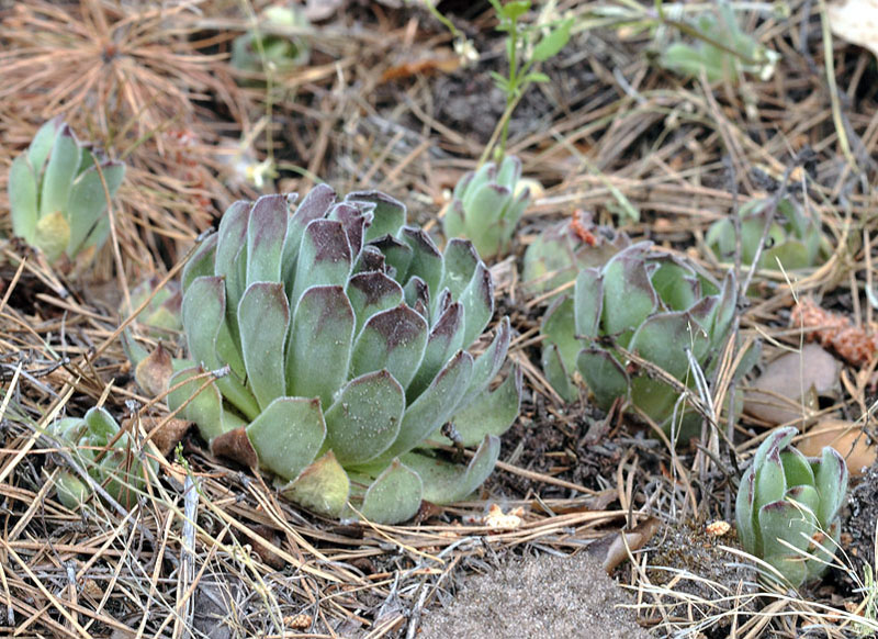 Изображение особи Sempervivum ruthenicum.