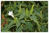 Datura stramonium. Верхушка цветущего растения. Республика Абхазия, г. Сухум, морской пляж. 18.08.2009.