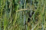 Hordeum distichon