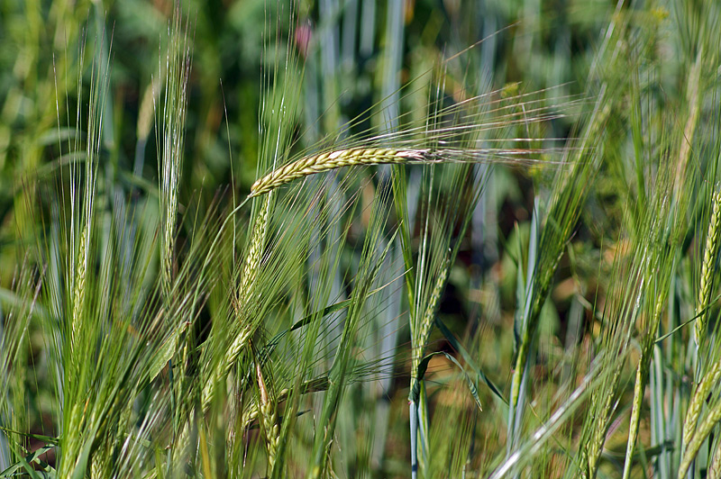 Image of Hordeum distichon specimen.