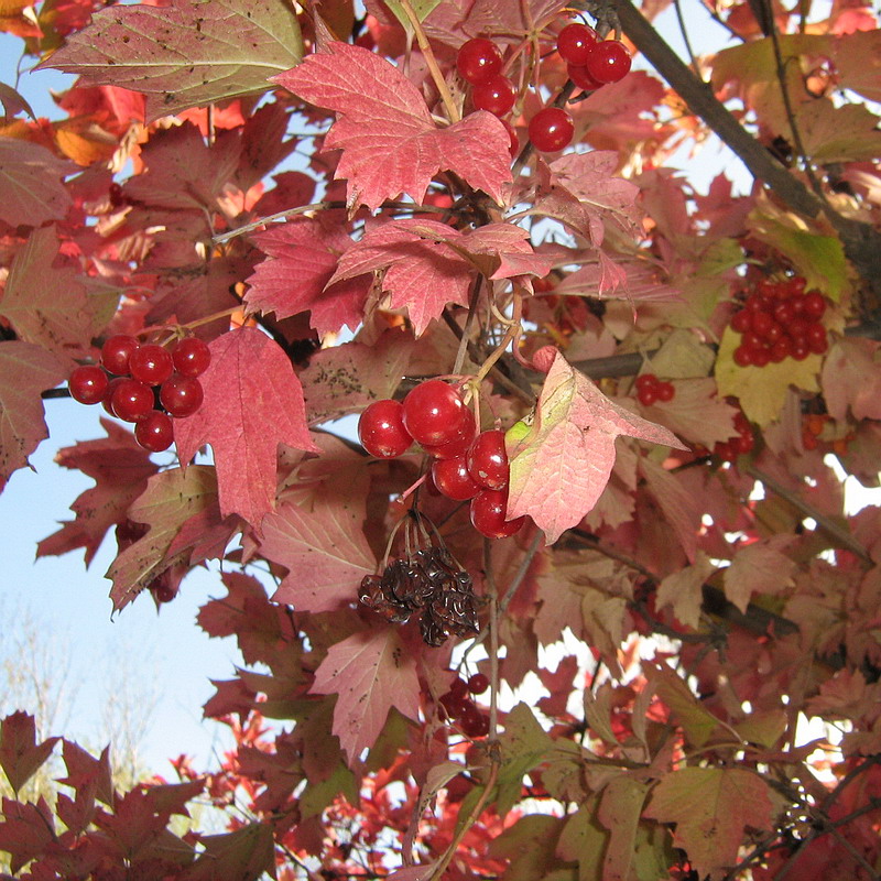 Image of Viburnum opulus specimen.