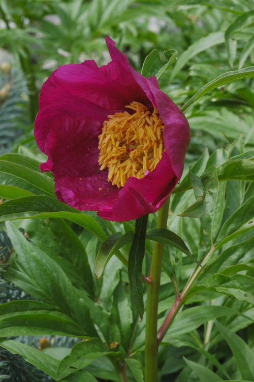 Изображение особи Paeonia anomala.