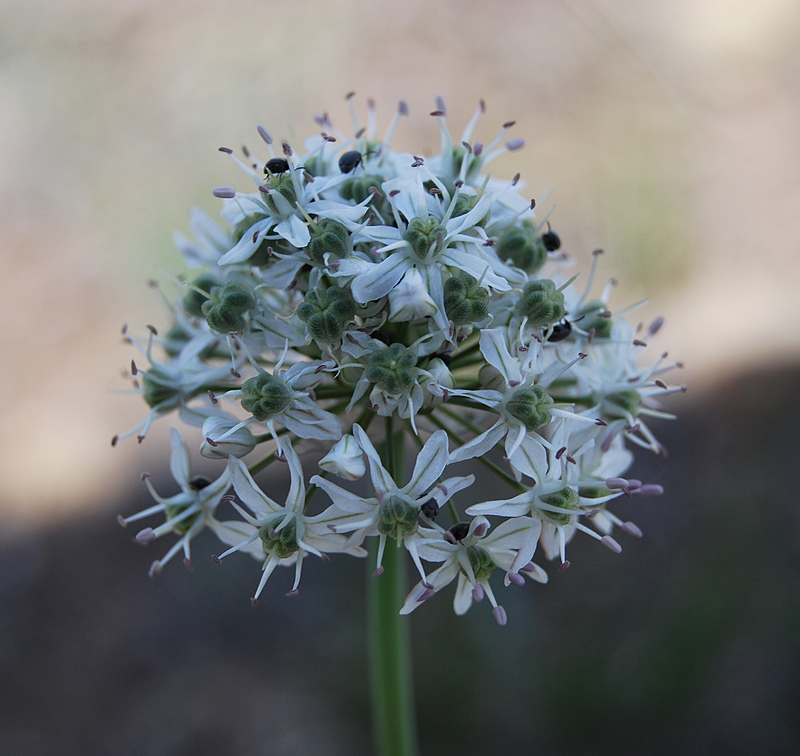 Image of Allium tulipifolium specimen.