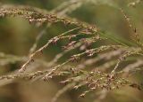 Molinia caerulea. Часть соцветия. Украина, Закарпатская обл., Свалявский р-н, возле с. Солочин, вершина горы Крыхая, поляна. 27 августа 2015 г.