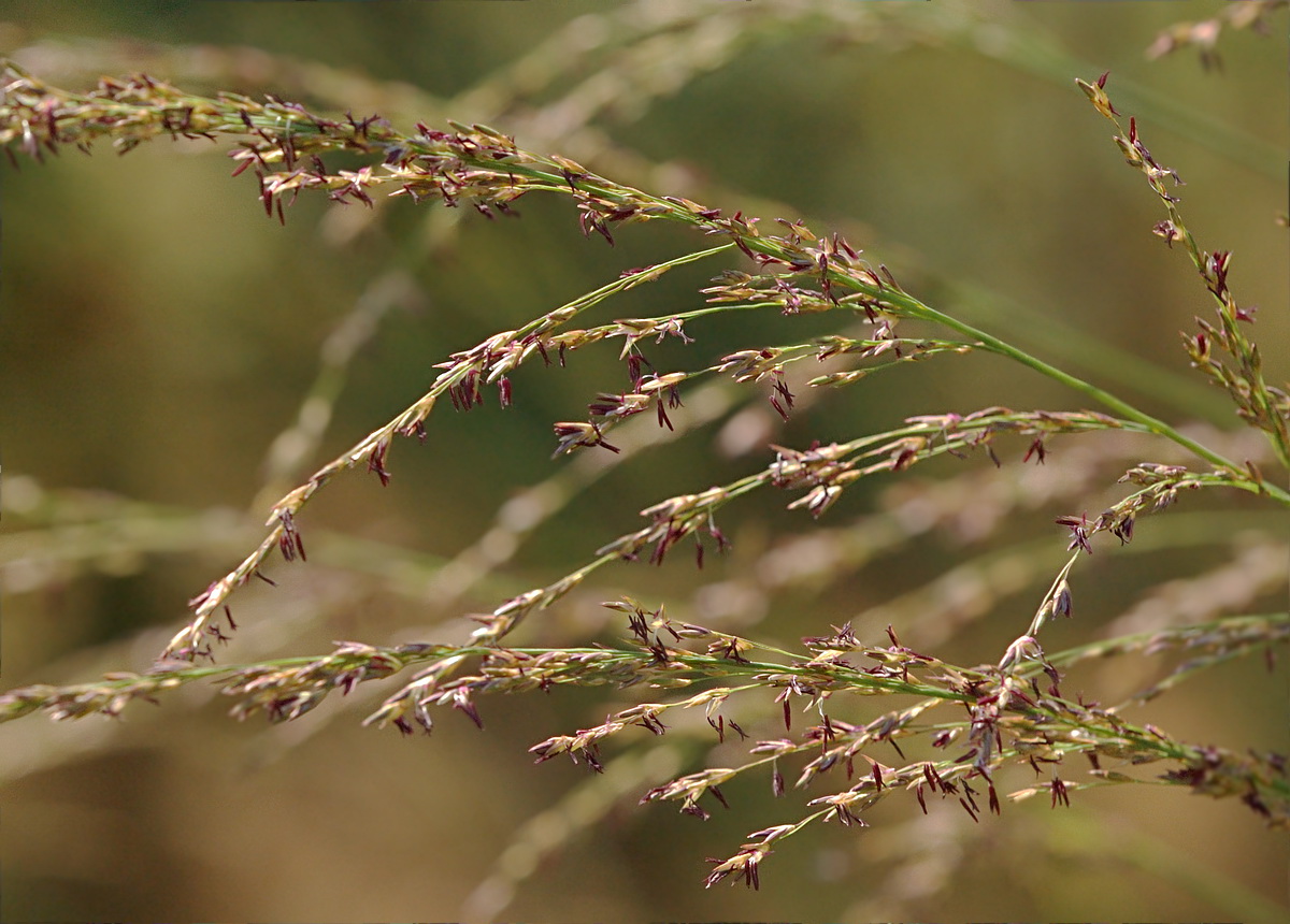 Image of Molinia caerulea specimen.