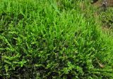 Calliergonella lindbergii