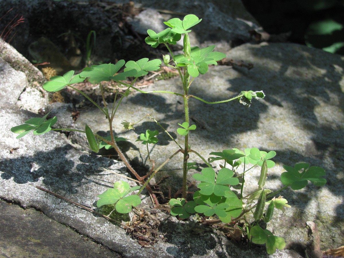 Image of Oxalis dillenii specimen.