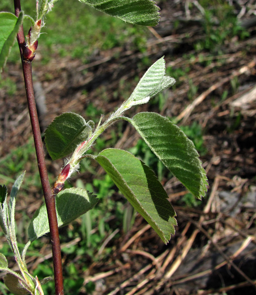 Изображение особи Amelanchier spicata.