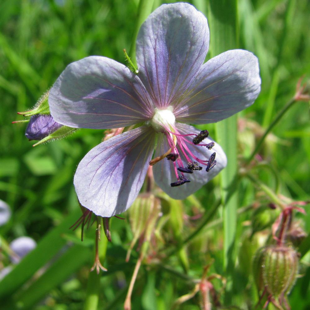 Изображение особи Geranium pratense.