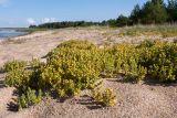 Honckenya peploides