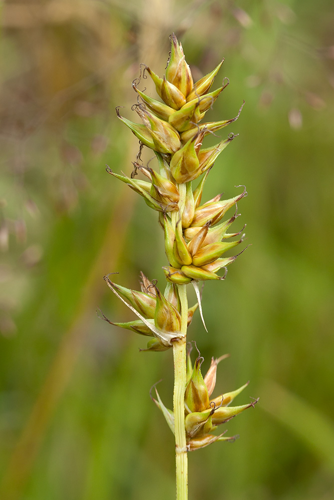 Image of Carex spicata specimen.