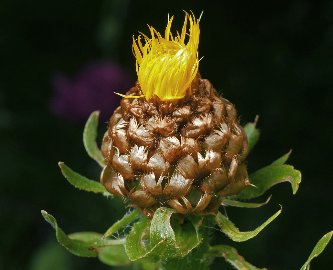 Изображение особи Grossheimia macrocephala.