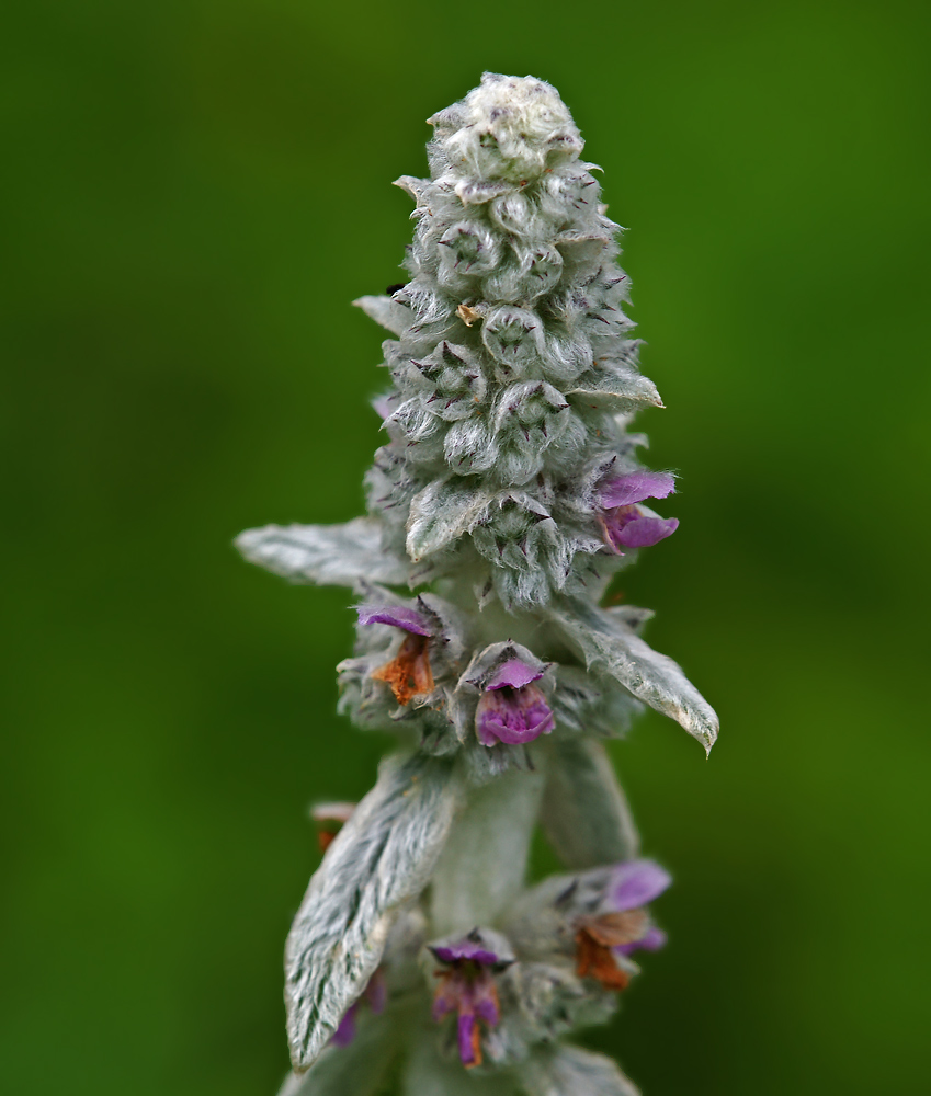 Image of Stachys byzantina specimen.