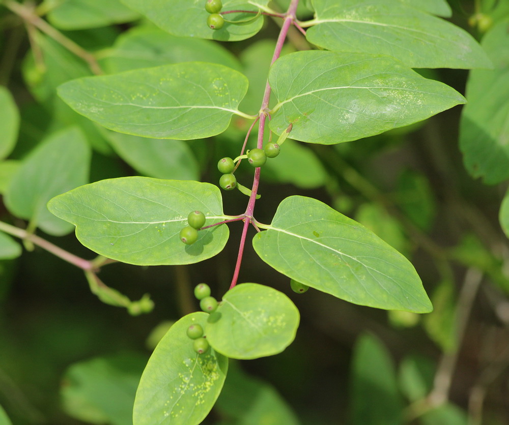 Image of Lonicera tatarica specimen.