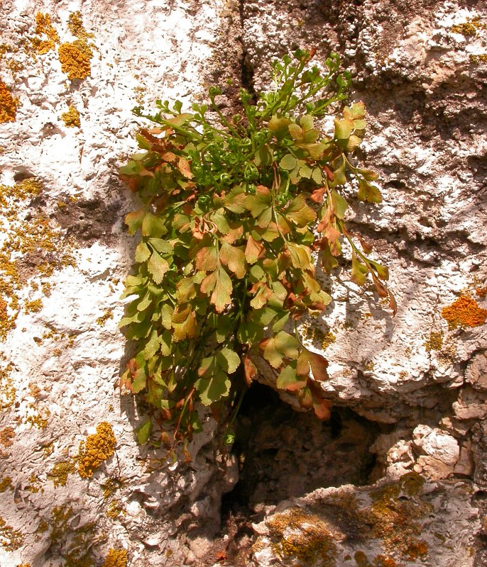 Image of Asplenium ruta-muraria specimen.