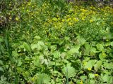 Ranunculus monophyllus