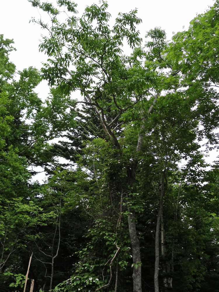 Изображение особи Fraxinus mandshurica.