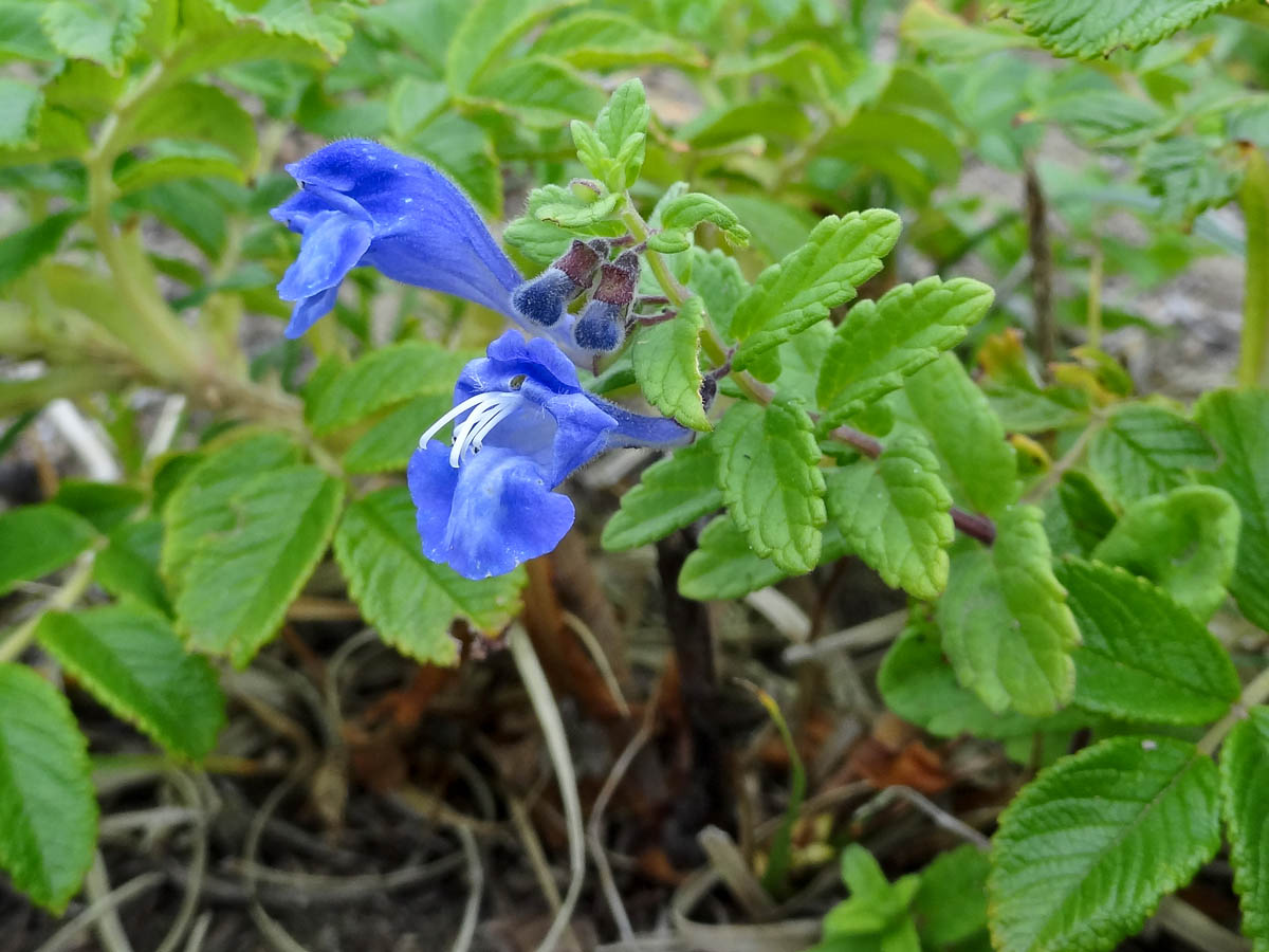 Image of Scutellaria strigillosa specimen.
