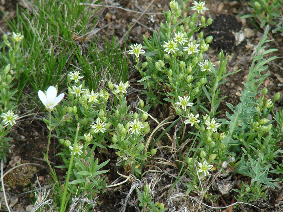 Изображение особи Adenonema cherleriae.