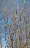 Sorbus aucuparia