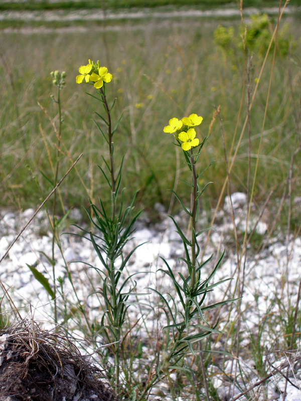 Изображение особи Erysimum cretaceum.