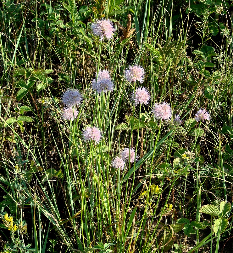 Изображение особи Allium splendens.