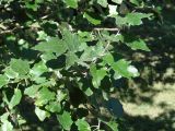 Populus alba. Побеги с листьями. Иркутск, в озеленении. 27.08.2014.