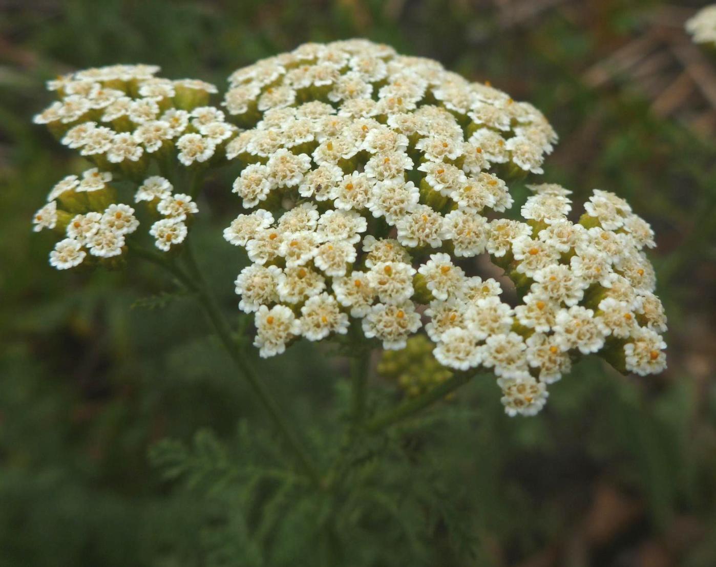 Изображение особи Achillea nobilis.