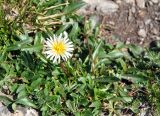 Taraxacum stevenii