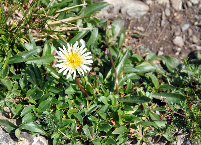 Изображение особи Taraxacum stevenii.