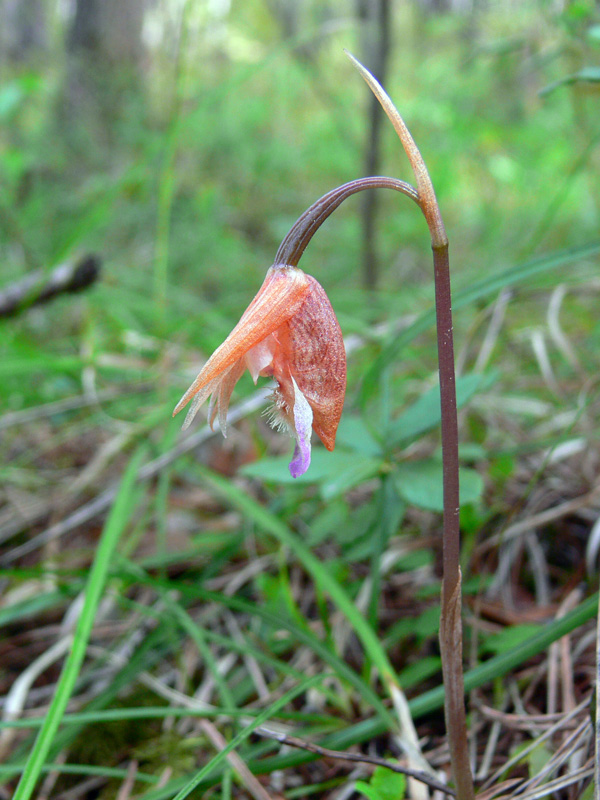 Image of Calypso bulbosa specimen.