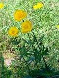 Trollius sibiricus. Верхушки побегов с цветками. Якутия (Саха), Алданский р-н, правый берег р. Алдан в 3 км выше устья р. Тимптон. 19.06.2008.