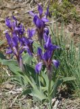 Iris glaucescens