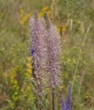 Plantago urvillei