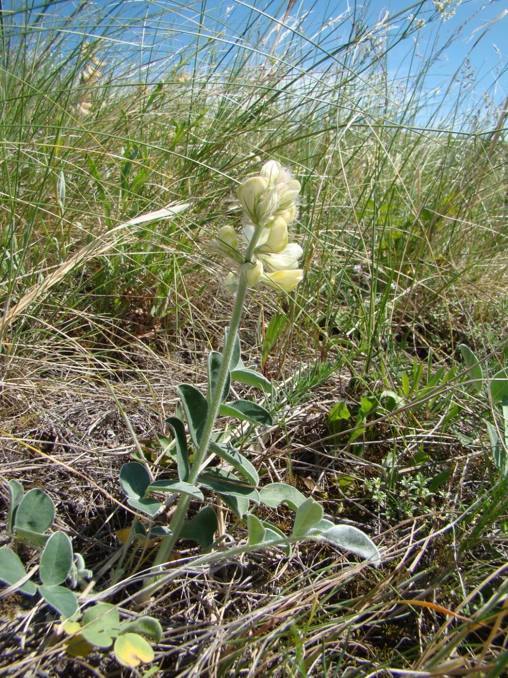 Image of Hedysarum grandiflorum specimen.