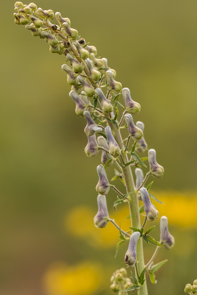 Изображение особи Aconitum orientale.