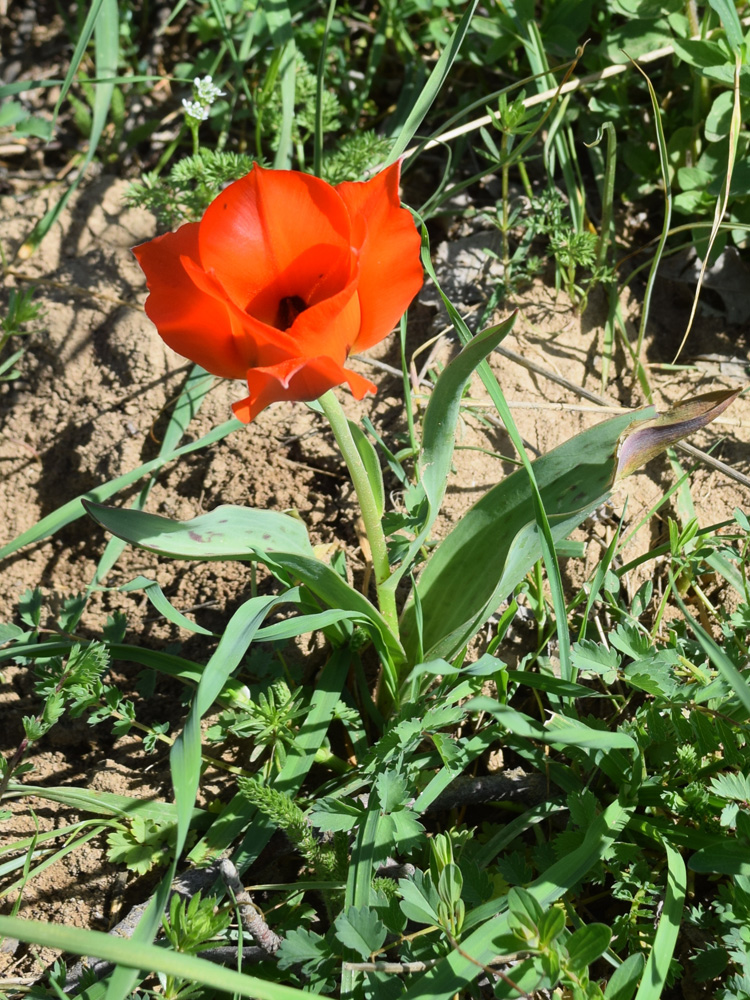 Image of Tulipa greigii specimen.