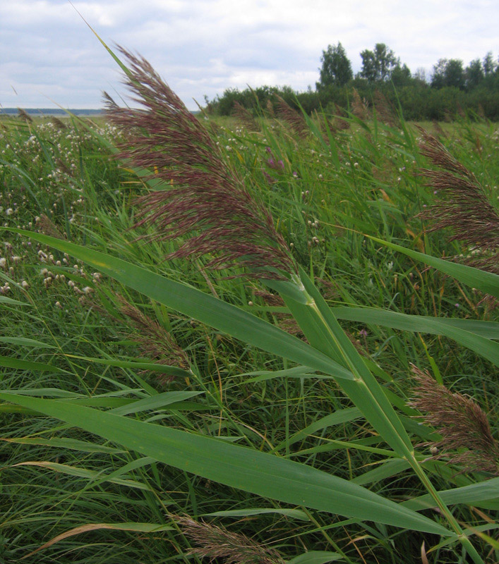 Изображение особи Phragmites australis.