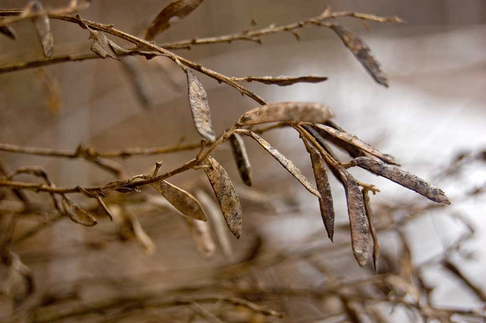 Image of Genista tinctoria specimen.