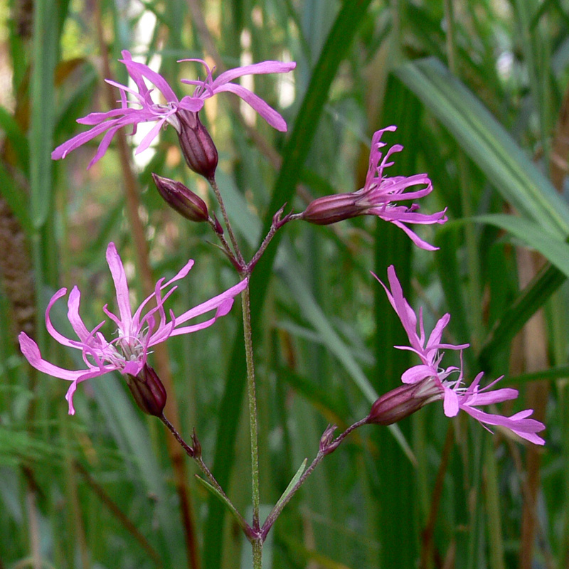 Изображение особи Coccyganthe flos-cuculi.