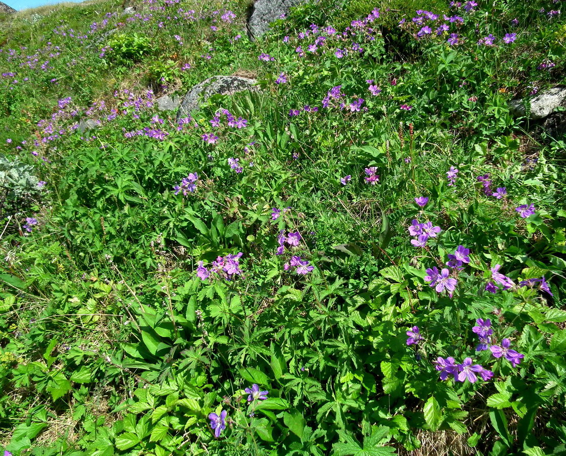 Изображение особи Geranium sylvaticum.