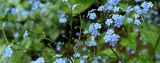 Brunnera macrophylla