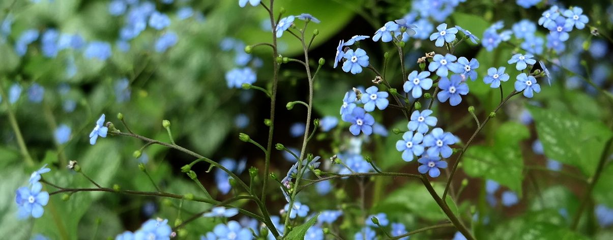 Изображение особи Brunnera macrophylla.