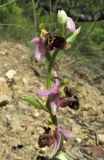 Ophrys oestrifera. Соцветие. Крым, окр. Балаклавы, редколесье из сосны пицундской и можжевельника высокого. 30 апреля 2016 г.