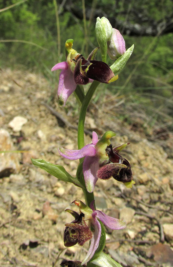 Изображение особи Ophrys oestrifera.