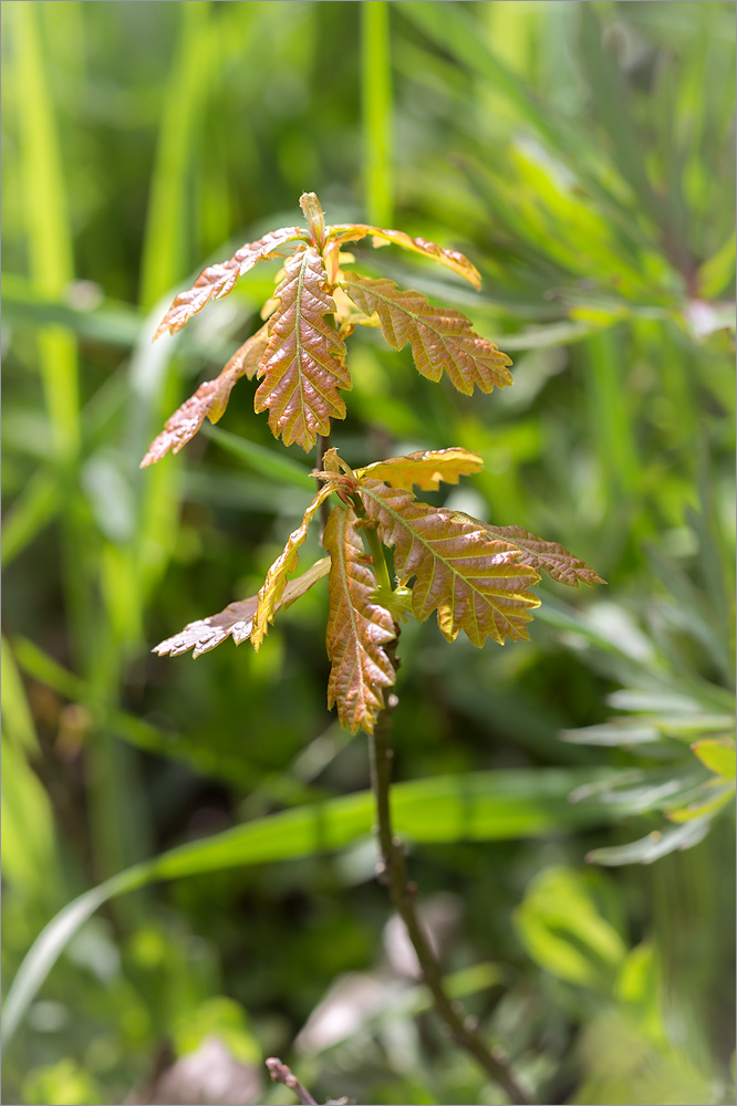 Image of Quercus robur specimen.