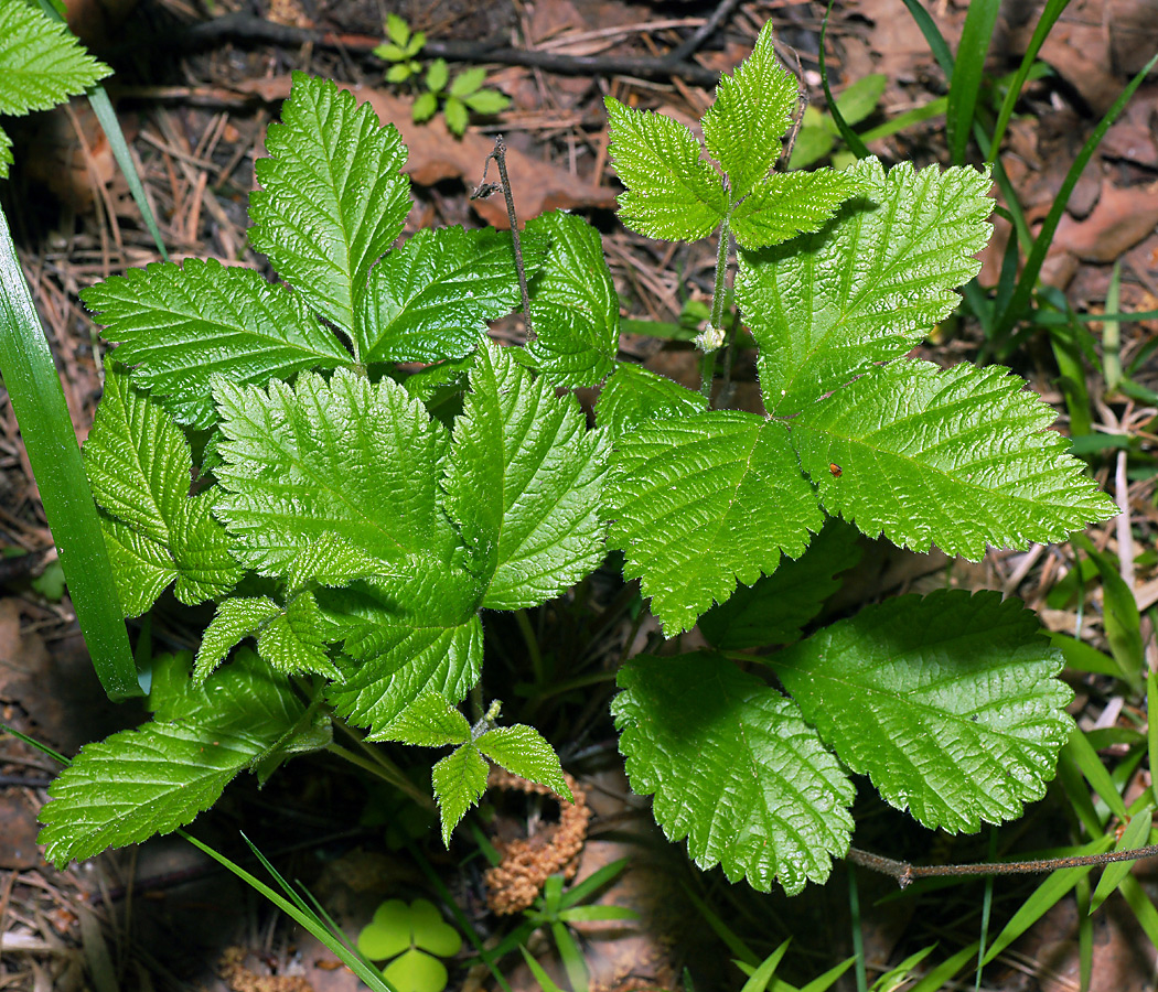 Image of Rubus saxatilis specimen.