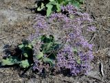 Limonium gmelinii