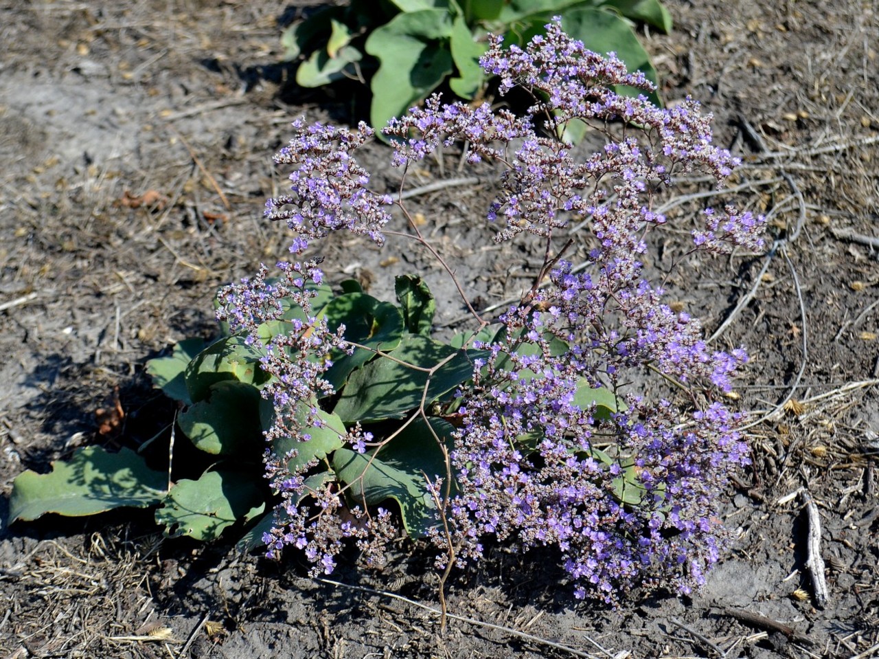 Изображение особи Limonium gmelinii.