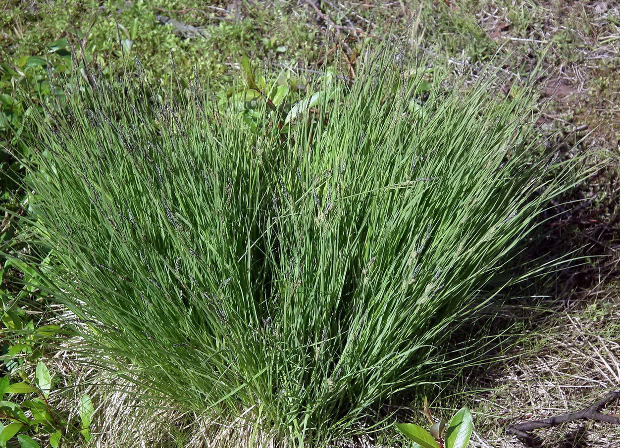 Image of Carex cespitosa specimen.